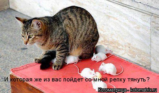 Котоматрица: И которая же из вас пойдет со мной репку тянуть?
