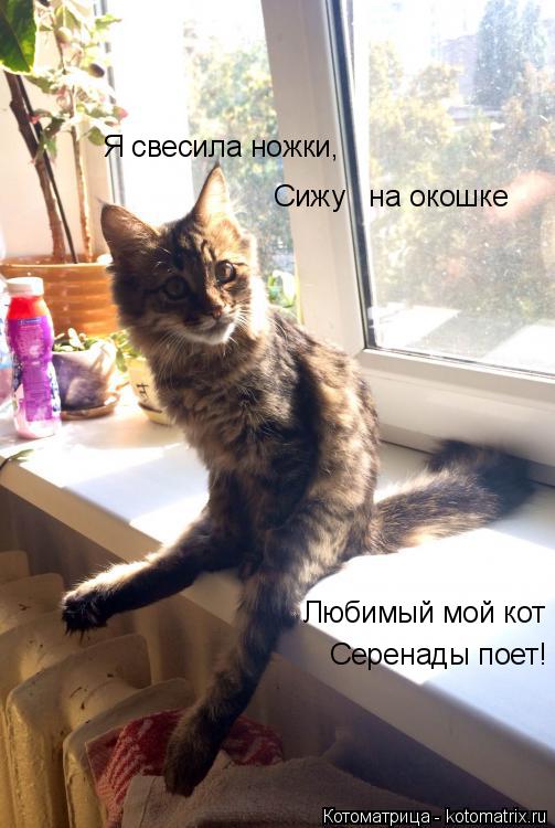 Я свесила ножки, Любимый мой кот Серенады поет! Сижу на окошке... Котоматрица: Я свесила ножки, Любимый мой кот Серенады поет! Сижу на окошке
