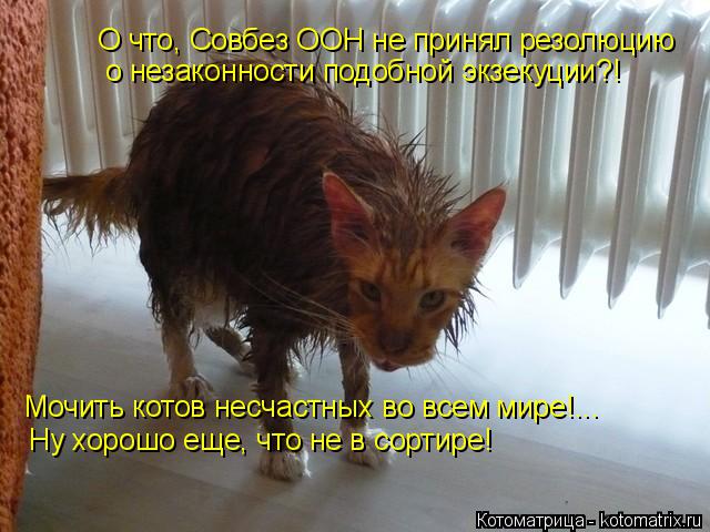 О что, Совбез ООН не принял резолюцию о незаконности подобной экзекуции?! Мочить котов несчастных во ... Котоматрица: О что, Совбез ООН не принял резолюцию о незаконности подобной экзекуции?! Мочить котов несчастных во всем мире!... Ну хорошо еще, что не в сорт