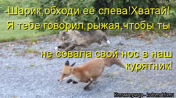 Котоматрица: не совала свой нос в наш -Шарик,обходи её слева!Хватай! Я тебе говорил,рыжая,чтобы ты курятник!
