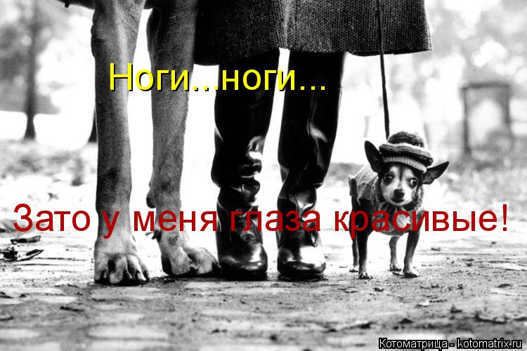 Котоматрица: Ноги...ноги... Зато у меня глаза красивые!