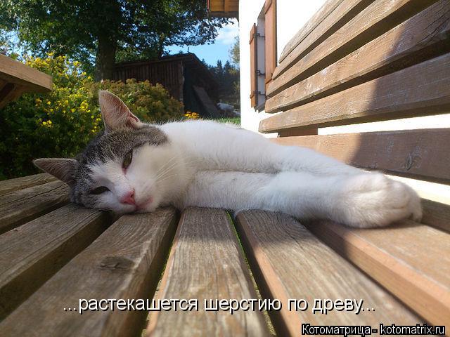 ...растекашется шерстию по древу...... Котоматрица: ...растекашется шерстию по древу...