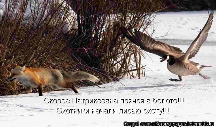 Котоматрица: Охотники начали лисью охоту!!! Скорее Патрикеевна прячся в болото!!!