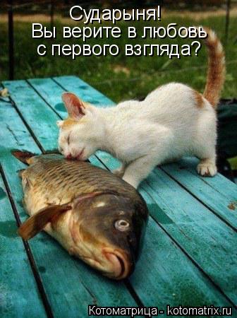 Сударыня! Вы верите в любовь с первого взгляда?... Котоматрица: Сударыня! Вы верите в любовь с первого взгляда?