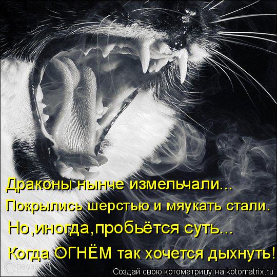Котоматрица: Драконы нынче измельчали... Покрылись шерстью и мяукать стали. Но,иногда,пробьётся суть... Когда ОГНЁМ так хочется дыхнуть!