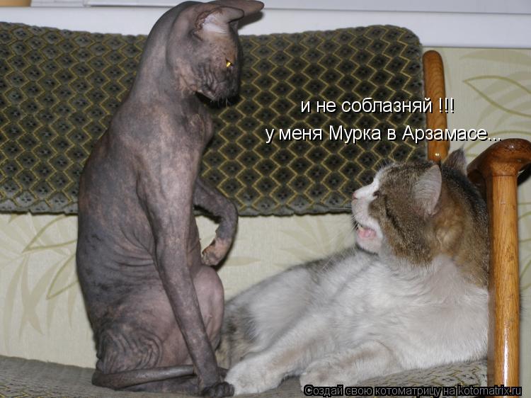 и не соблазняй !!! у меня Мурка в Арзамасе...... Котоматрица: и не соблазняй !!! у меня Мурка в Арзамасе...