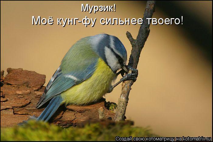 Котоматрица: Мурзик! Моё кунг-фу сильнее твоего!