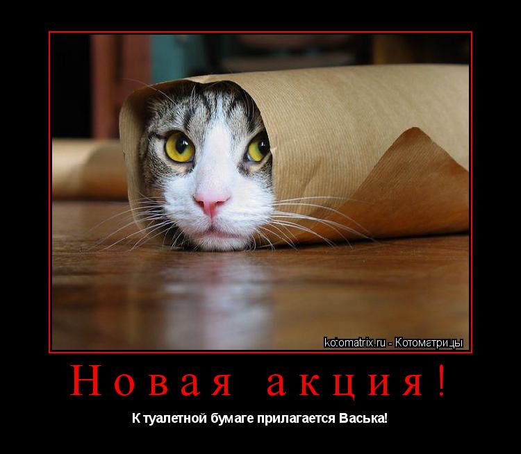 Новая акция! К туалетной бумаге прилагается Васька!... Котоматрица: Новая акция! К туалетной бумаге прилагается Васька!