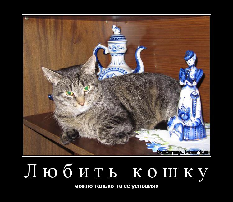 Котоматрица: Любить кошку можно только на её условиях