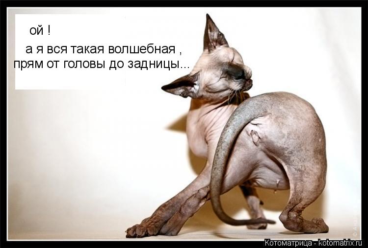 ой ! а я вся такая волшебная , прям от головы до задницы...... Котоматрица: ой ! а я вся такая волшебная , прям от головы до задницы...
