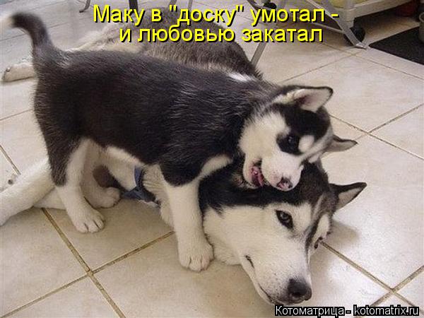 Котоматрица: Маку в "доску" умотал -  и любовью закатал