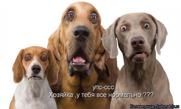 упс-ссс... Хозяйка ,у тебя все нормально ???... Котоматрица: упс-ссс... Хозяйка ,у тебя все нормально ???