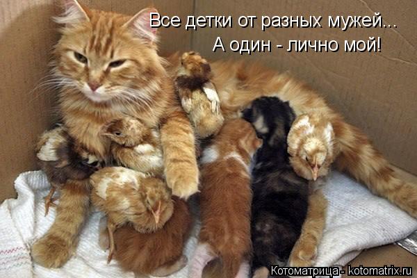 Все детки от разных мужей... А один - лично мой!... Котоматрица: Все детки от разных мужей... А один - лично мой!
