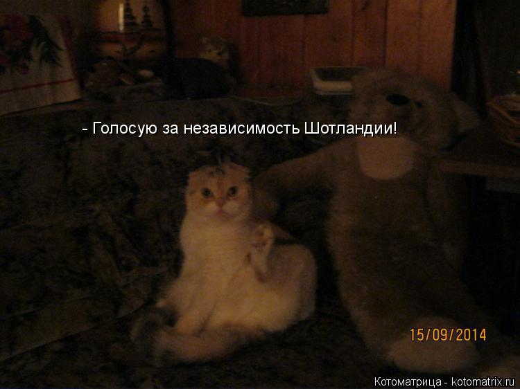 - Голосую за независимость Шотландии!... Котоматрица: - Голосую за независимость Шотландии!