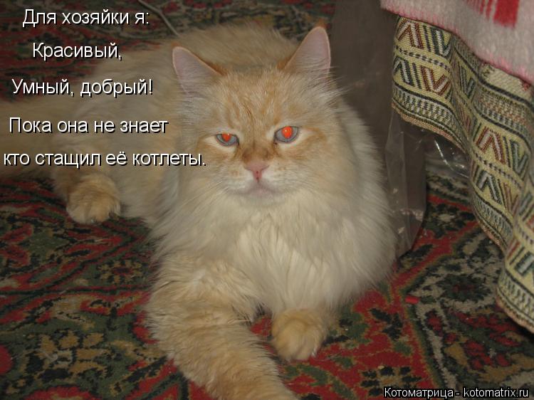 Для хозяйки я: Красивый, Умный, добрый! Пока она не знает кто стащил её котлеты.... Котоматрица: Для хозяйки я: Красивый, Умный, добрый! Пока она не знает кто стащил её котлеты.