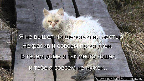 Я не вышел ни шерстью ни мастью Некрасив и совсем простужен. В твоём доме и так много кошек, и тебе... Котоматрица: Я не вышел ни шерстью ни мастью Некрасив и совсем простужен. В твоём доме и так много кошек, и тебе я совсем не нужен...