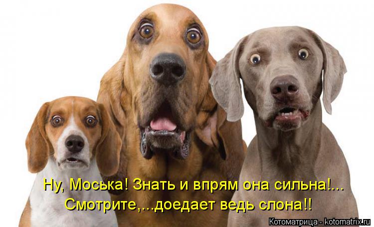 Ну, Моська! Знать и впрям она сильна!... Смотрите,...доедает ведь слона!!... Котоматрица: Ну, Моська! Знать и впрям она сильна!... Смотрите,...доедает ведь слона!!