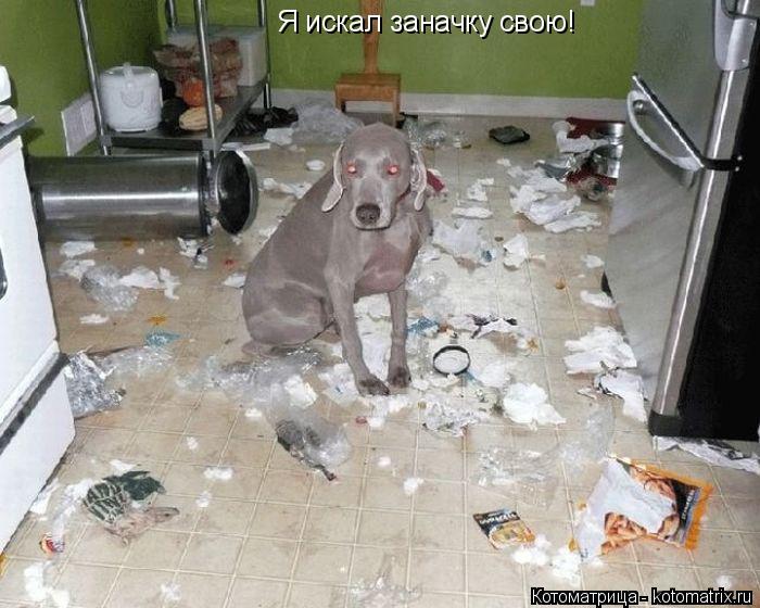 Я искал заначку свою!... Котоматрица: Я искал заначку свою!