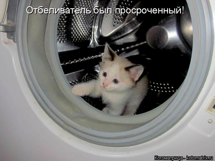 Котоматрица: Отбеливатель был просроченный!