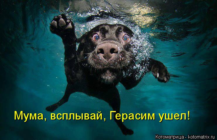 Мума, всплывай, Герасим ушел!... Котоматрица: Мума, всплывай, Герасим ушел!