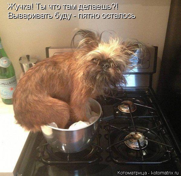 Жучка! Ты что там делаешь?! Вываривать буду - пятно осталось... Котоматрица: Жучка! Ты что там делаешь?! Вываривать буду - пятно осталось