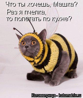 Что ты хочешь, Машка? Раз я пчелка, то полетать по кухне?... Котоматрица: Что ты хочешь, Машка? Раз я пчелка, то полетать по кухне?