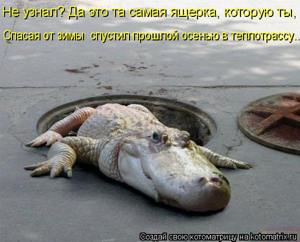 Котоматрица: Не узнал? Да это та самая ящерка, которую ты, Спасая от зимы  спустил прошлой осенью в теплотрассу...