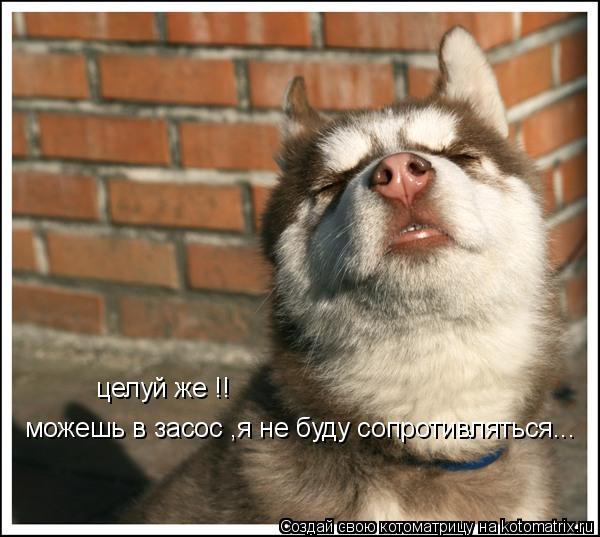 целуй же !! можешь в засос ,я не буду сопротивляться...... Котоматрица: целуй же !! можешь в засос ,я не буду сопротивляться...
