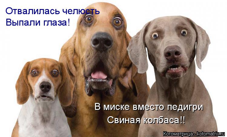 Отвалилась челюсть Выпали глаза! В миске вместо педигри Свиная колбаса!!... Котоматрица: Отвалилась челюсть Выпали глаза! В миске вместо педигри Свиная колбаса!!