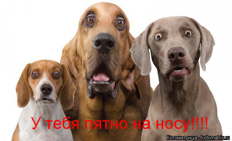 У тебя пятно на носу!!!!... Котоматрица: У тебя пятно на носу!!!!