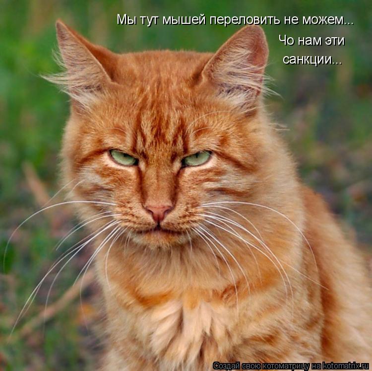 Мы тут мышей переловить не можем... Чо нам эти санкции...... Котоматрица: Мы тут мышей переловить не можем... Чо нам эти санкции...