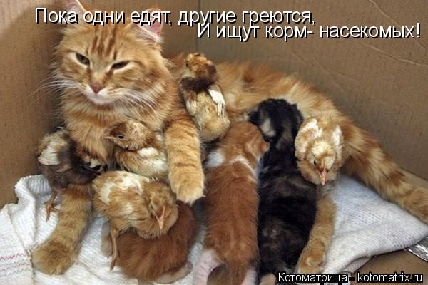 Пока одни едят, другие греются, И ищут корм- насекомых!... Котоматрица: Пока одни едят, другие греются, И ищут корм- насекомых!