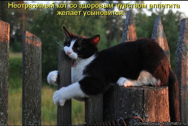 Неотразимый кот со здоровым чувством аппетита желает усыновится... Котоматрица: Неотразимый кот со здоровым чувством аппетита желает усыновится