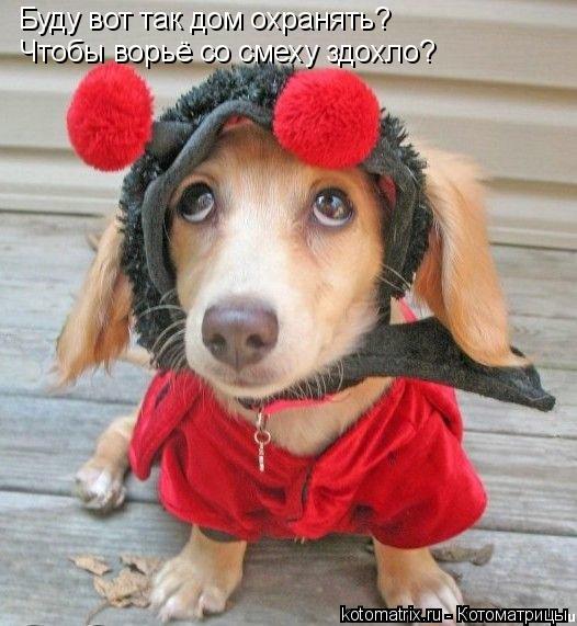Буду вот так дом охранять? Чтобы ворьё со смеху здохло?... Котоматрица: Буду вот так дом охранять? Чтобы ворьё со смеху здохло?