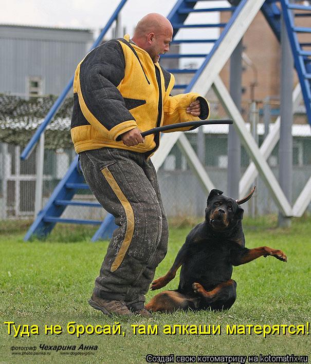 Котоматрица: Туда не бросай, там алкаши матерятся!