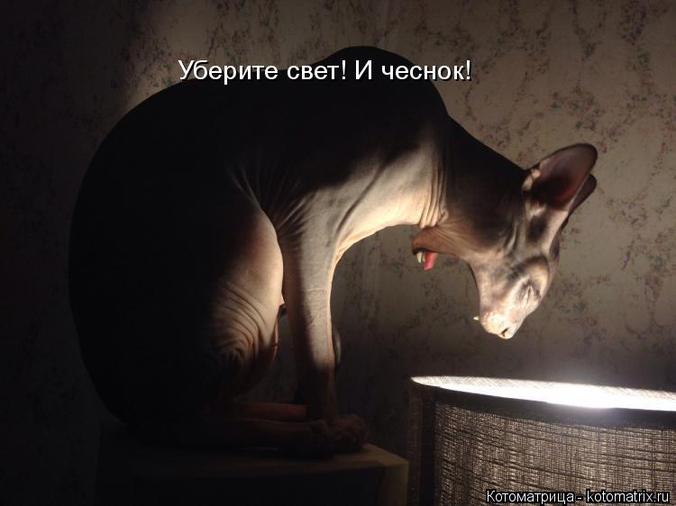 Котоматрица: Уберите свет! И чеснок!