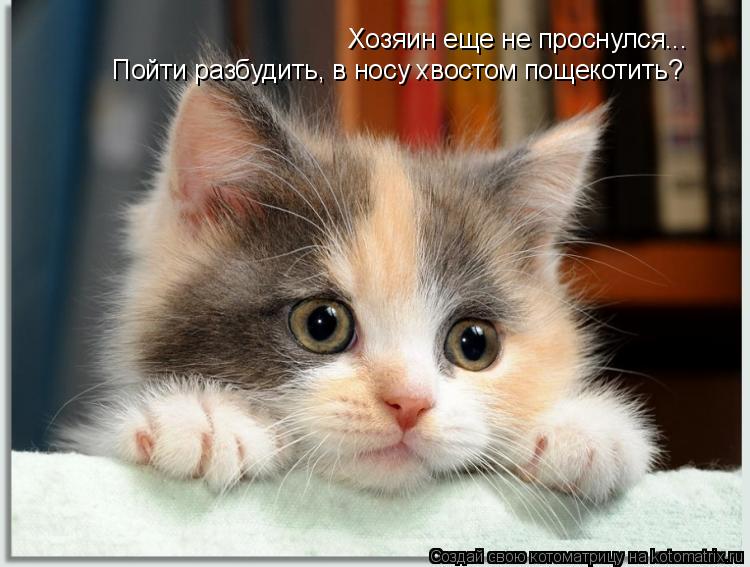 Хозяин еще не проснулся... Пойти разбудить, в носу хвостом пощекотить?... Котоматрица: Хозяин еще не проснулся... Пойти разбудить, в носу хвостом пощекотить?