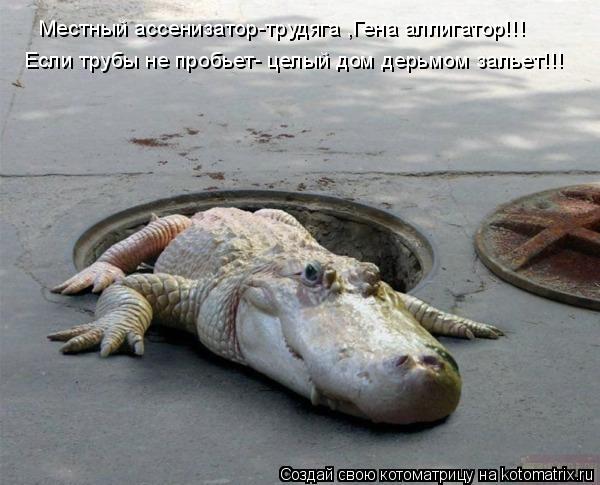 Котоматрица: Если трубы не пробьет- целый дом дерьмом зальет!!! Местный ассенизатор-трудяга ,Гена аллигатор!!!