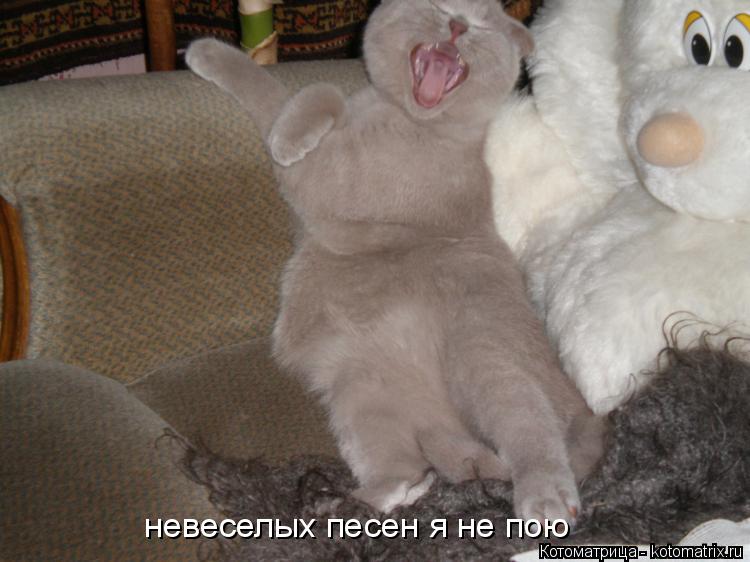 Котоматрица: невеселых песен я не пою