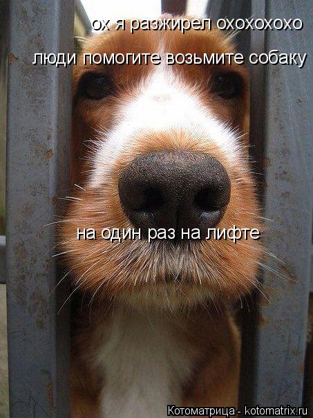 Котоматрица: ох я разжирел охохохохо люди помогите возьмите собаку на один раз на лифте