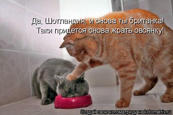 Да, Шотландия, и снова ты британка! Таки придется снова жрать овсянку!... Котоматрица: Да, Шотландия, и снова ты британка! Таки придется снова жрать овсянку!