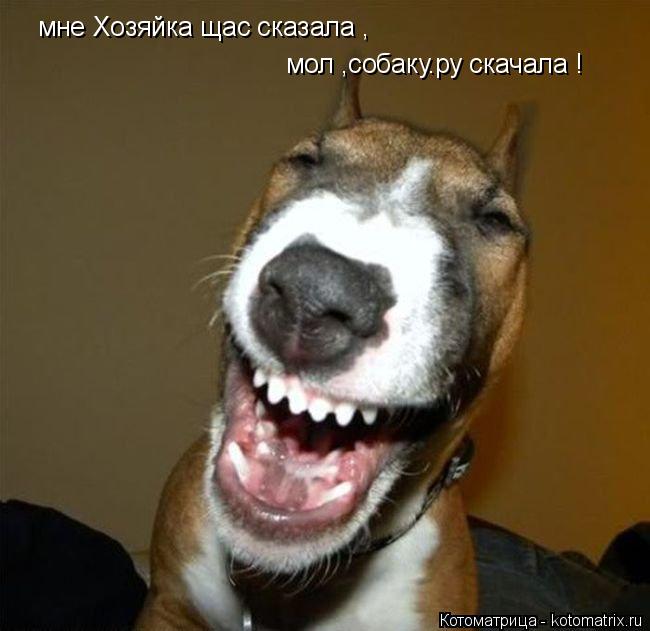 мне Хозяйка щас сказала , мол ,собаку.ру скачала !... Котоматрица: мне Хозяйка щас сказала , мол ,собаку.ру скачала !