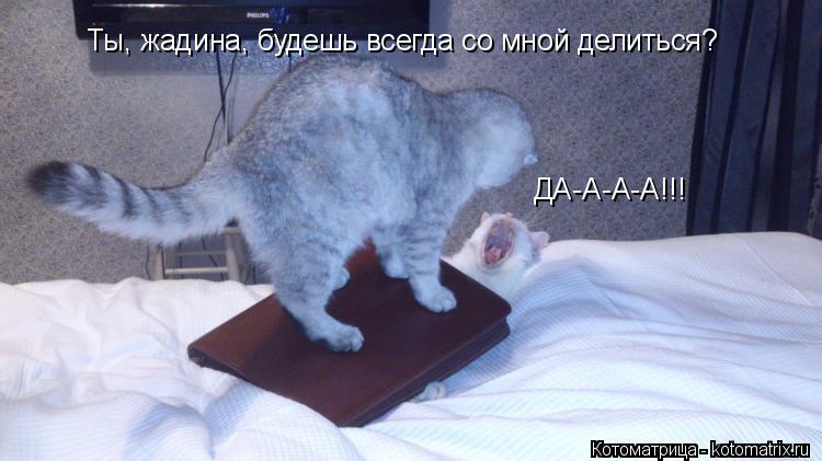 Котоматрица: Ты, жадина, будешь всегда со мной делиться? ДА-А-А-А!!!