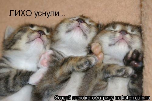 Котоматрица: ЛИХО уснули...