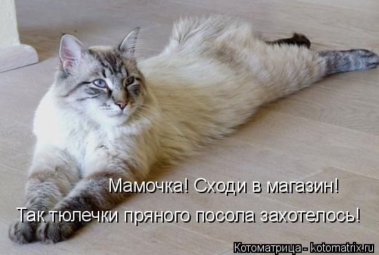 Котоматрица: Мамочка! Сходи в магазин! Так тюлечки пряного посола захотелось!