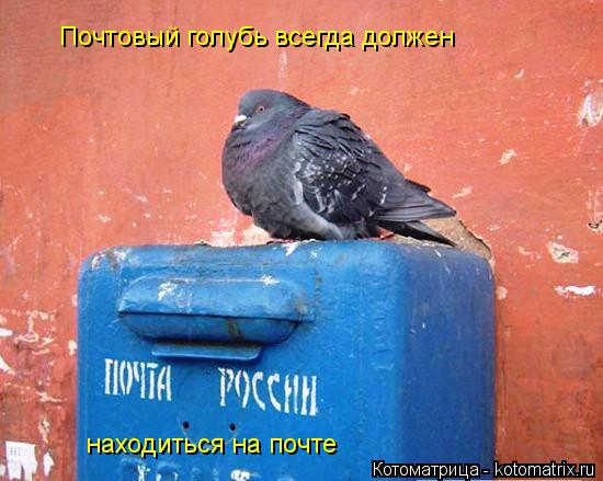 Котоматрица: Почтовый голубь всегда должен находиться на почте
