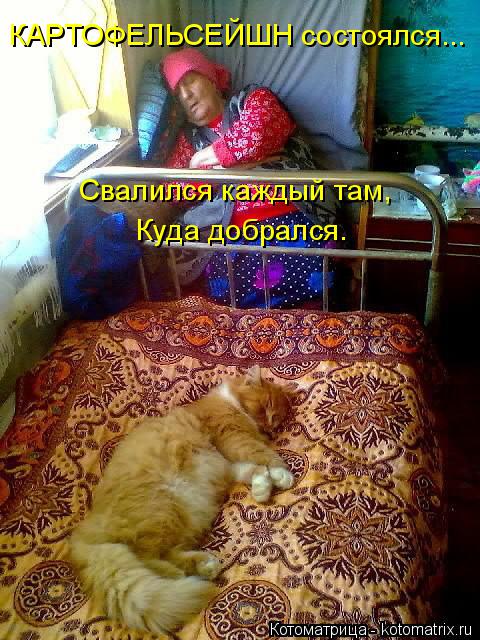 Котоматрица: КАРТОФЕЛЬСЕЙШН состоялся... Свалился каждый там, Куда добрался.