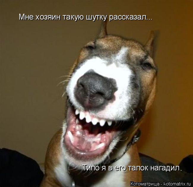 Мне хозяин такую шутку рассказал... Типо я в его тапок нагадил .... Котоматрица: Мне хозяин такую шутку рассказал... Типо я в его тапок нагадил .