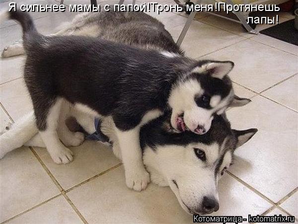 Я сильнее мамы с папой!Тронь меня!Протянешь лапы!... Котоматрица: Я сильнее мамы с папой!Тронь меня!Протянешь лапы!