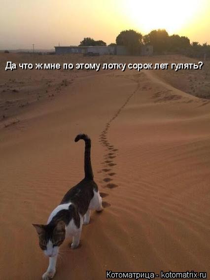 Котоматрица: Да что ж мне по этому лотку сорок лет гулять?